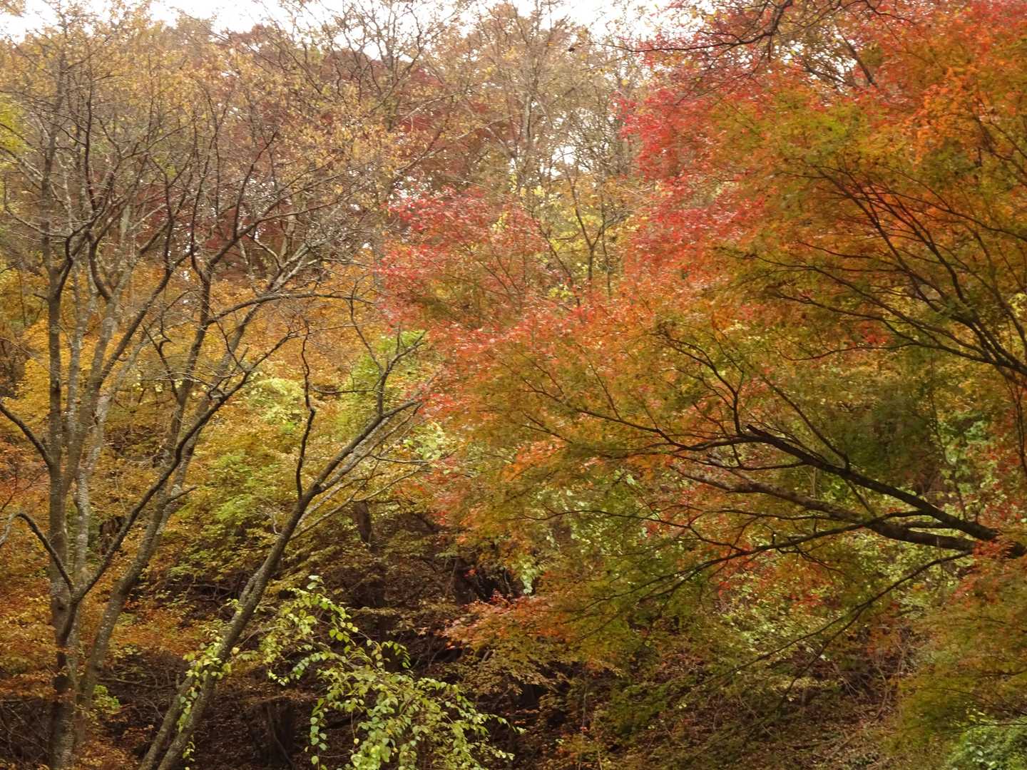 陣馬高原下バス停-陣馬新道登山口-陣馬山-南郷山-奈良子峠 縦走コースの写真