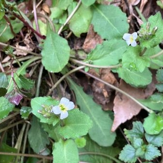 スズシロソウ？🤔