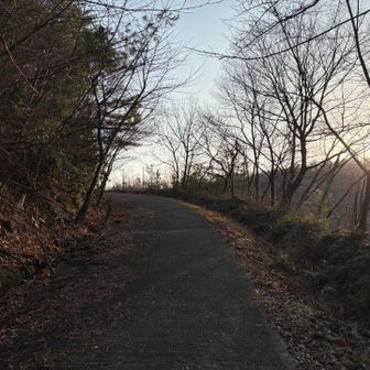 最初は舗装された林道を歩きます🚶
朝日が眩しい☀️