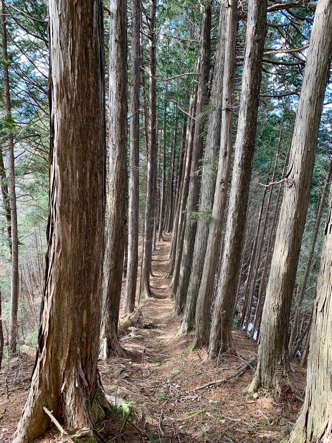 美しい尾根道もあります