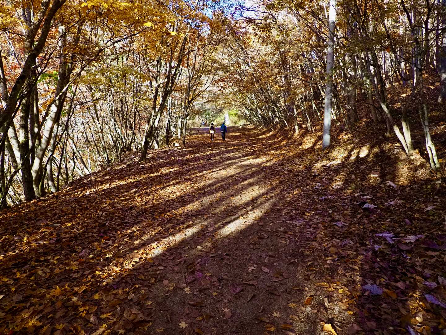 甲武信ヶ岳（西沢渓谷入口）＜徳ちゃん新道＞の写真