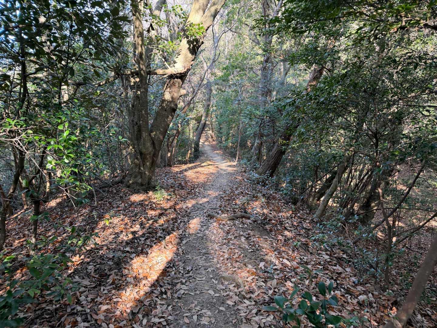 気持ちいい登山道が続きます❣️