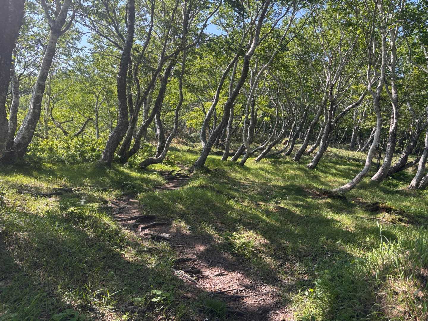 そしてまた庭園みたいな