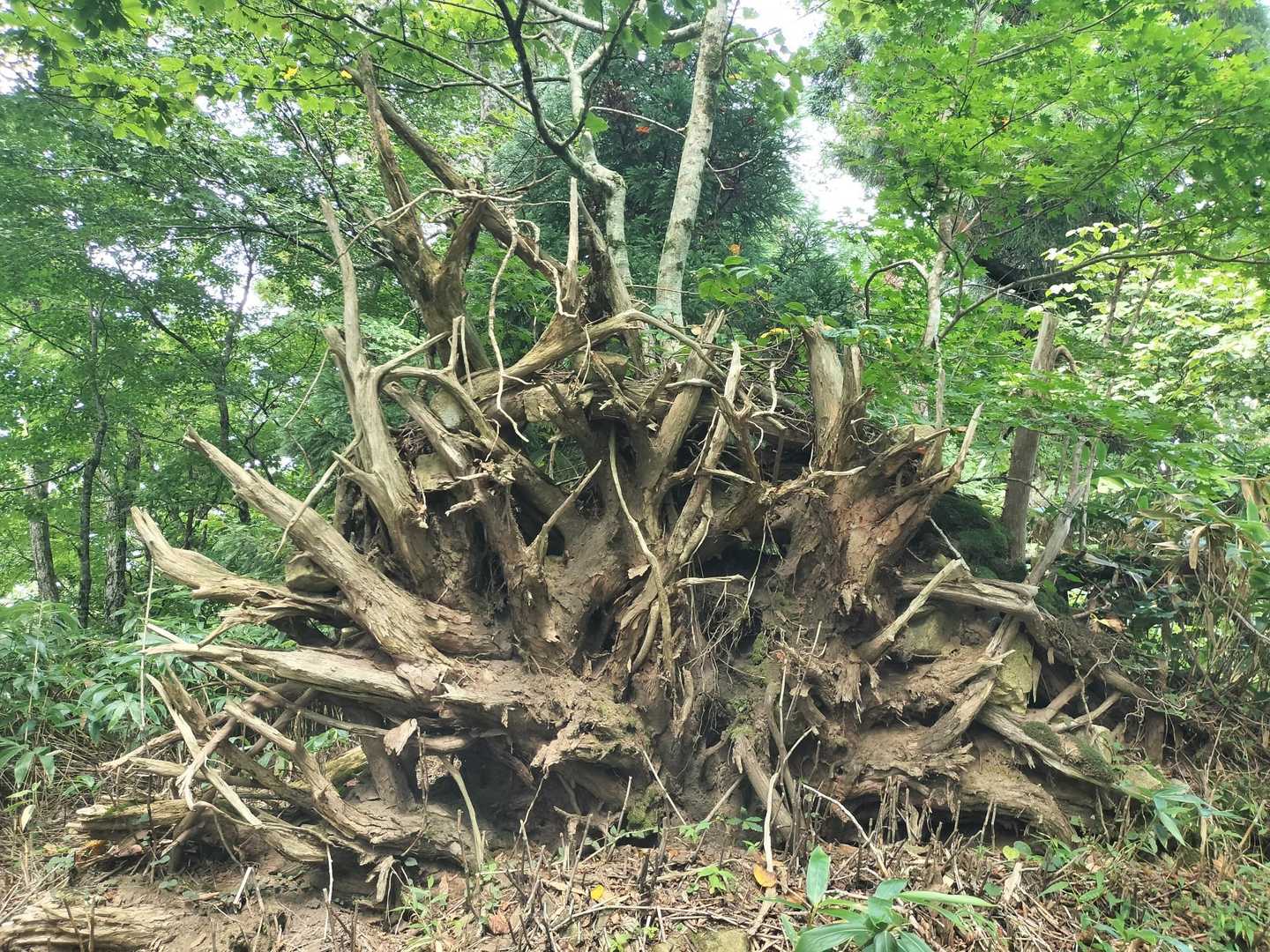 安蔵寺山 往復コースの写真