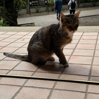 出口付近にいた猫