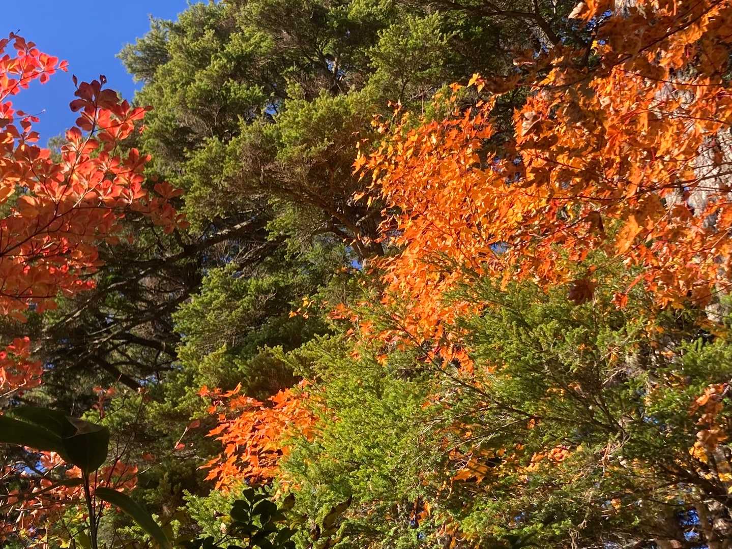 ゆっくり紅葉楽しみながら