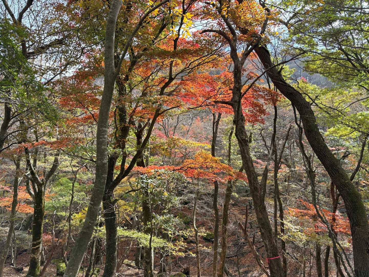 紅葉🍁が日向岳を隠す🫣