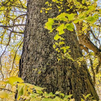 大銀杏、樹齢は？