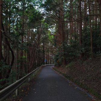 ヒグラシの鳴き声に癒されながら下山