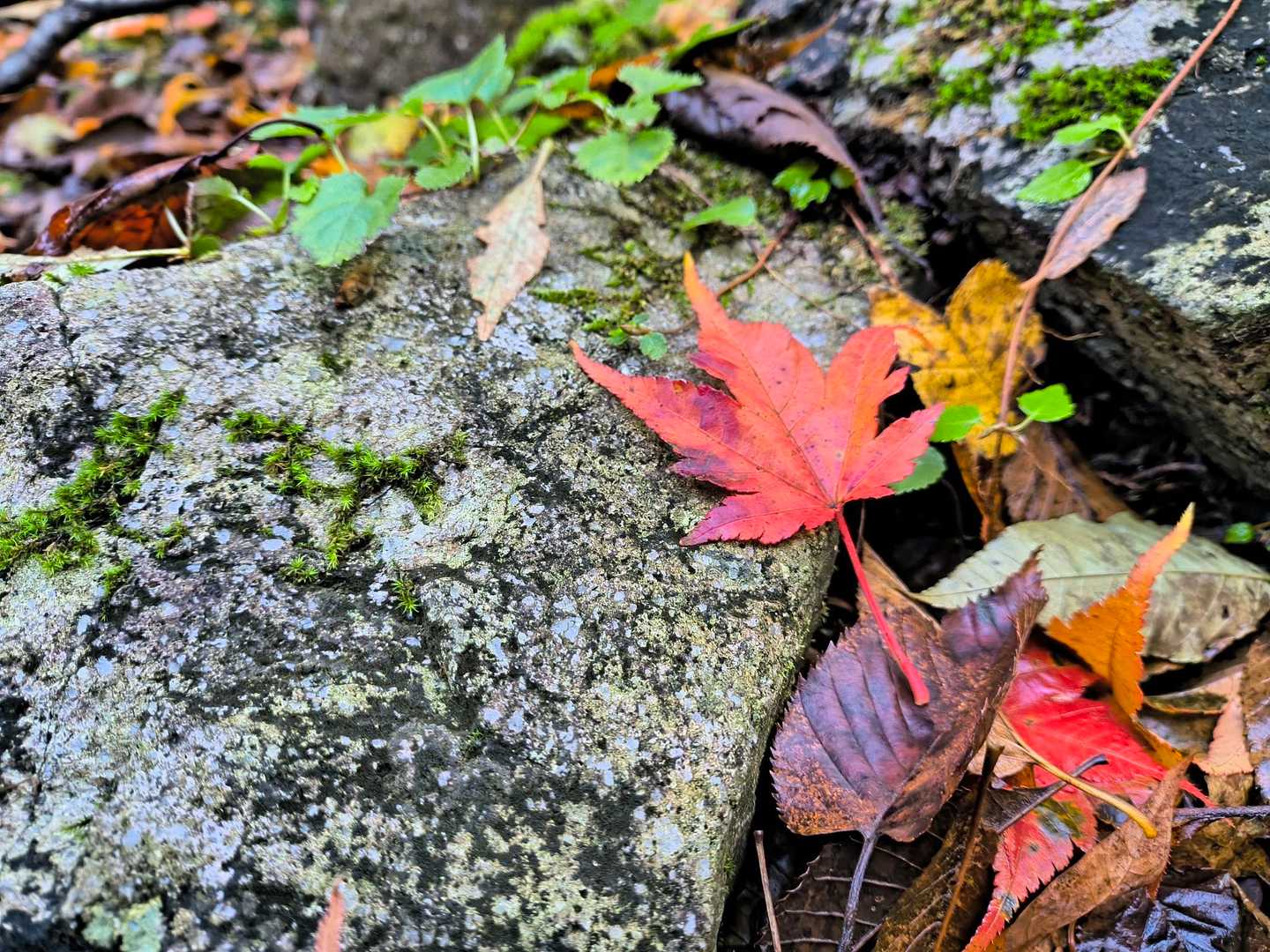 黒谷林道入口-白草山 往復コースの写真