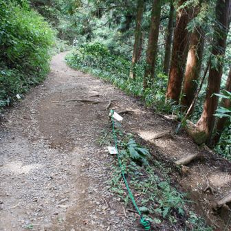 前回も通った右側の作業道で下山します。
