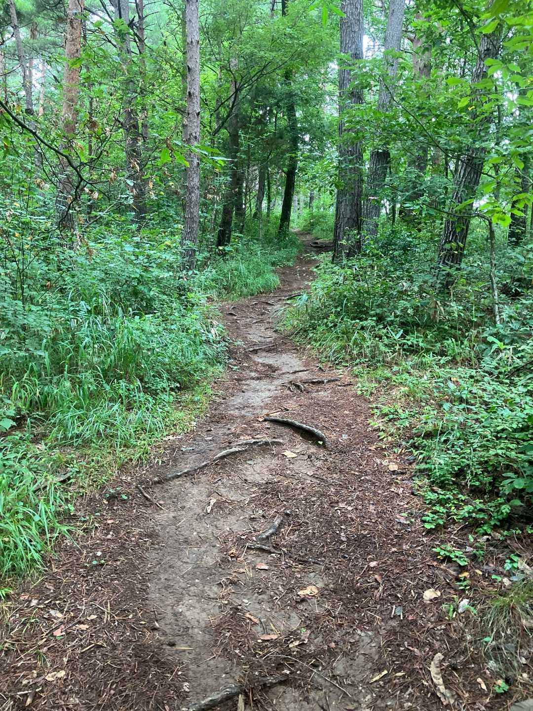 緩やかな登山道が続き助かりました。