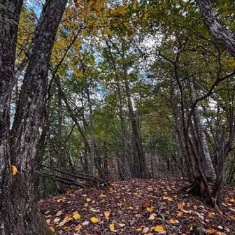 落ち葉🍂がキレイ