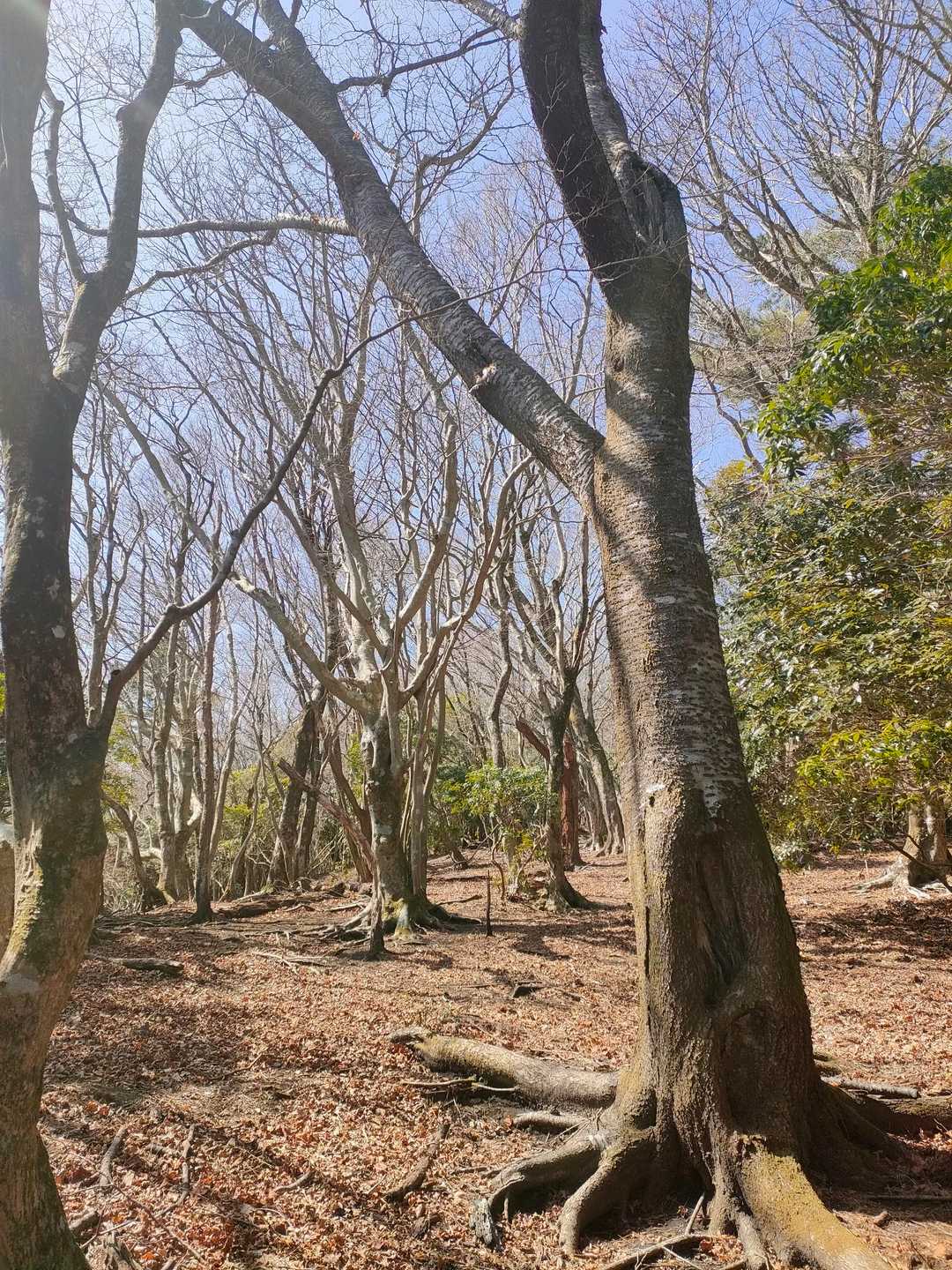 この辺りはすっかり葉が落ちていて、お日さまの振り注ぐ樹林帯です🚶