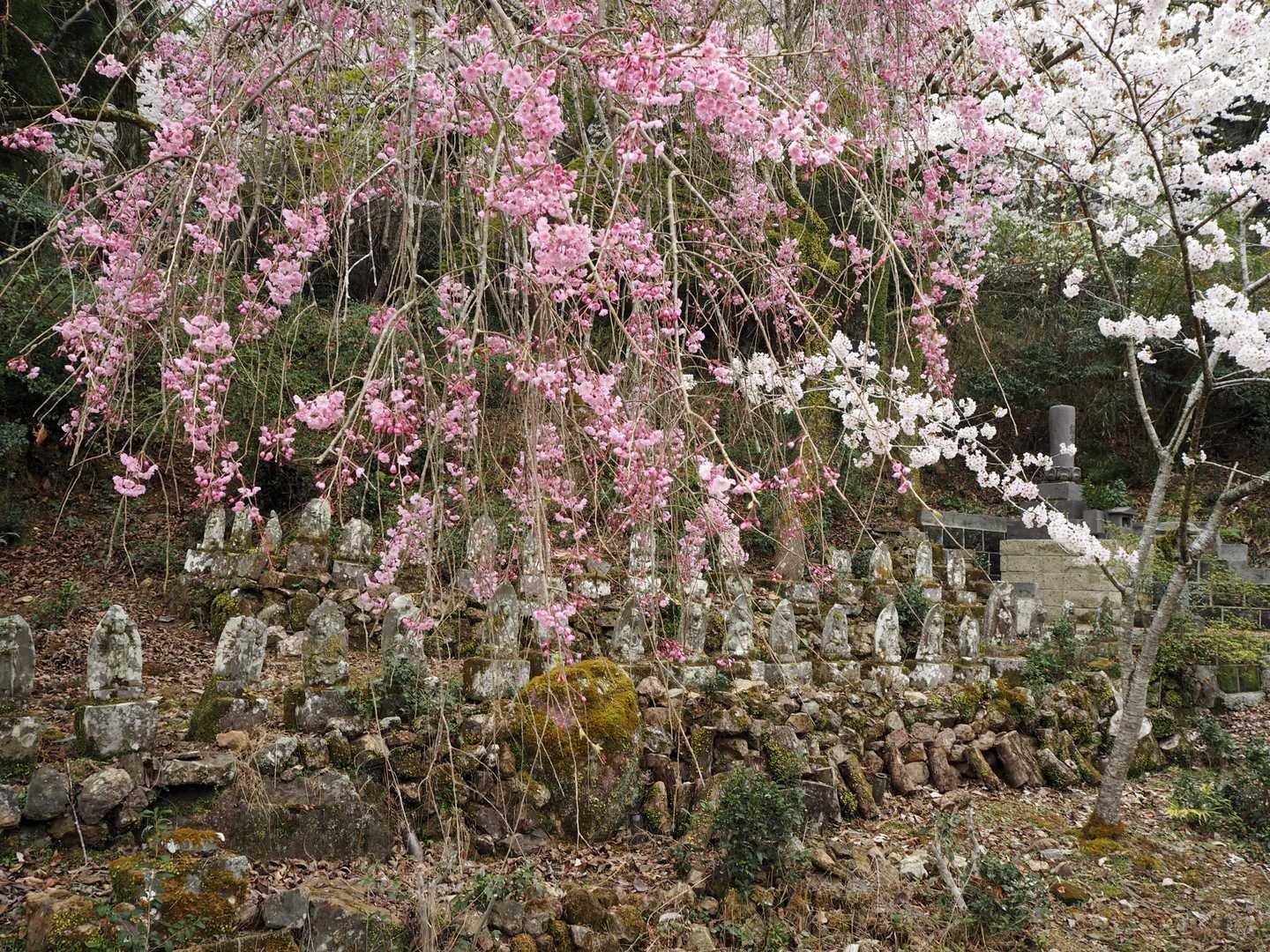 枝垂れ桜と仏像群