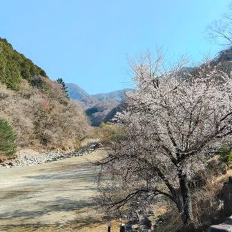 キャンプ場の桜がちょうど良い感じ