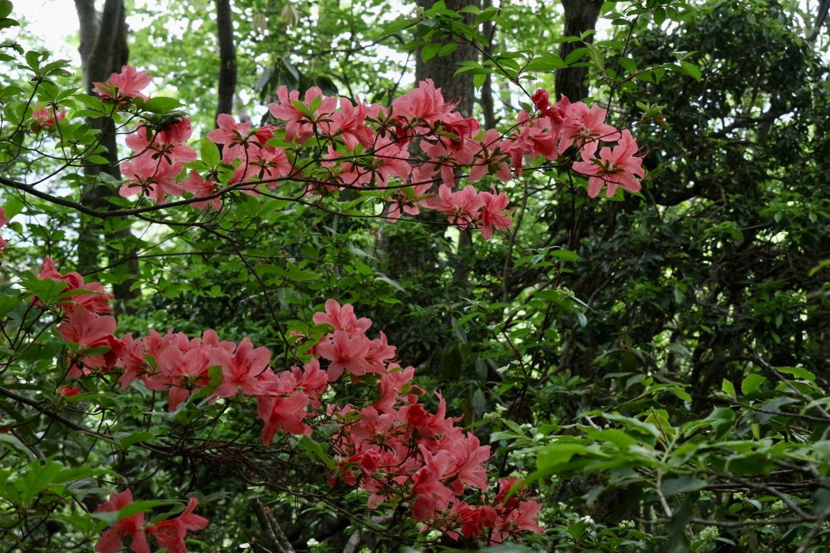 ツツジがスゴくキレイに咲いてます🌸