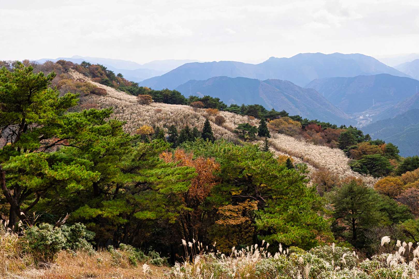 生野高原登山口-達磨ヶ峰-フトウガ峰 往復コースの写真