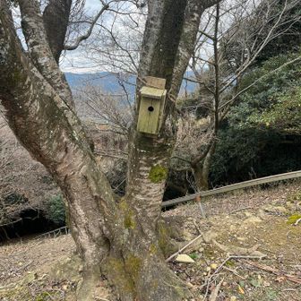 おそらくここがヤマドリの巣箱！
どうやって入るんだ？