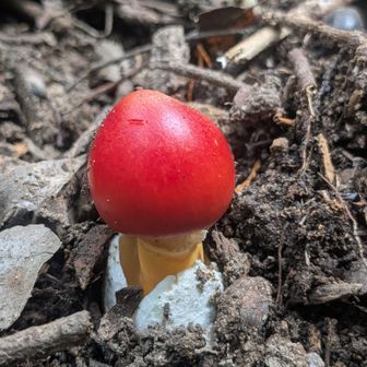 人生初のタマゴタケ（卵茸）🥚✨