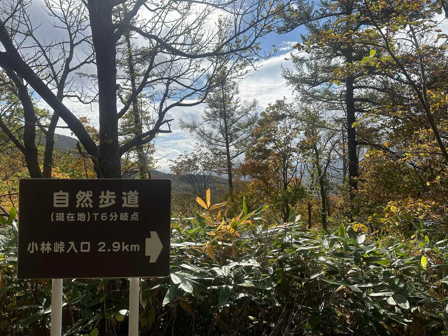 T6分岐
今度、小林峠まで下りてみようかな
下りるということはまた登るわけなんだけど