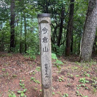 50分登り続けて今倉山登頂♪