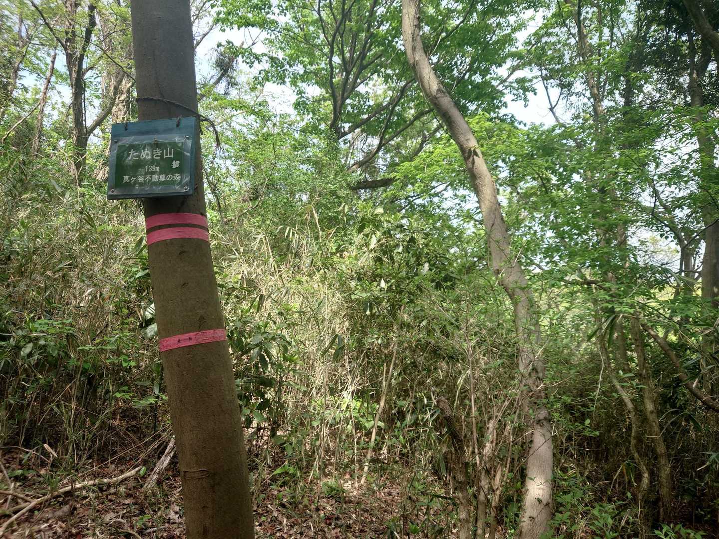 ほどなくして緑の「たぬき山」。いや、栗鼠じゃねえか?