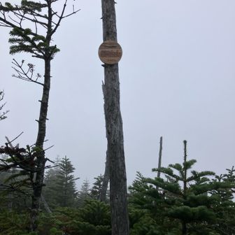 何度も行ったり来たり🐾
山頂標識発見👀　なんであんな上？
木🪾が伸びた？