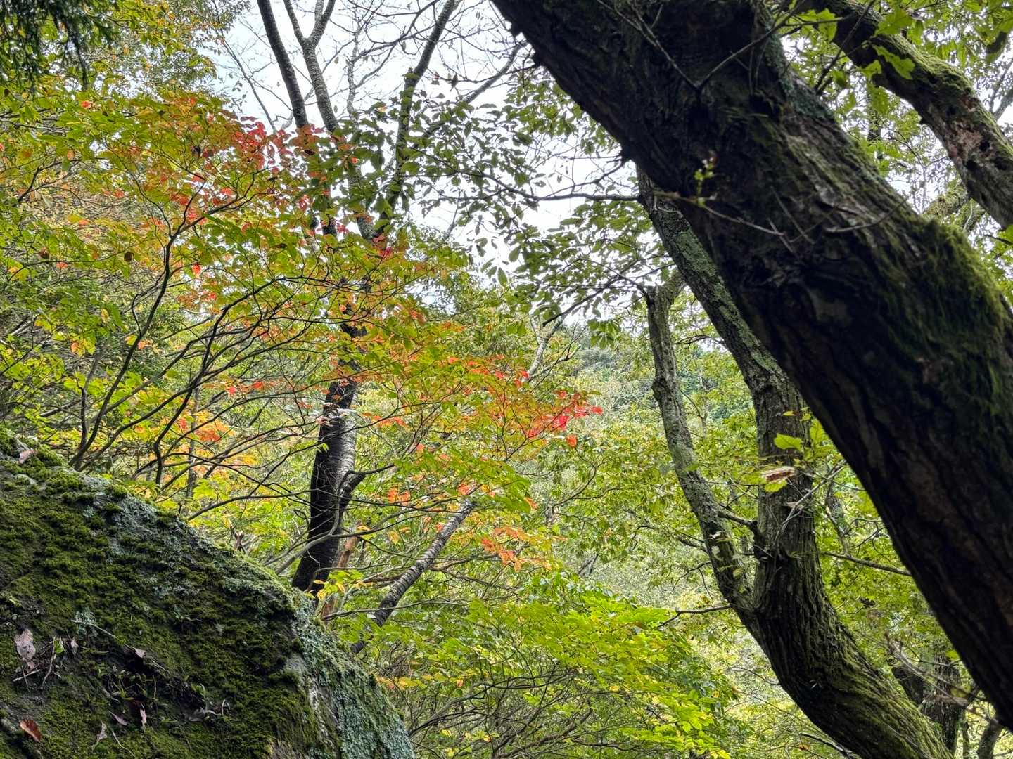堀坂峠-堀坂山 往復コースの写真