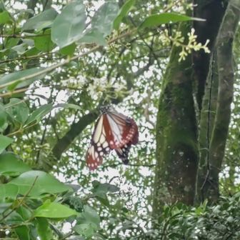 アサギマダラ🦋と出会い