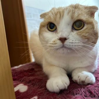 てんてん（旧　猫男爵）