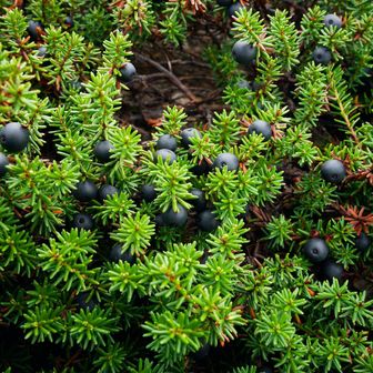 やっとこ山頂直下でツツジ科の群生地が現れました
※ガンコウラン