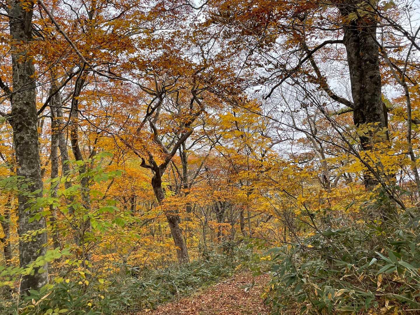 名号峰 往復コースの写真