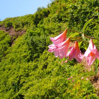 キワキワ絶壁のヒメサユリ🌸