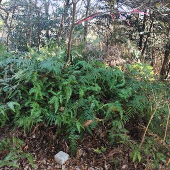 ひっそり山頂｡ピンクのテープが目印