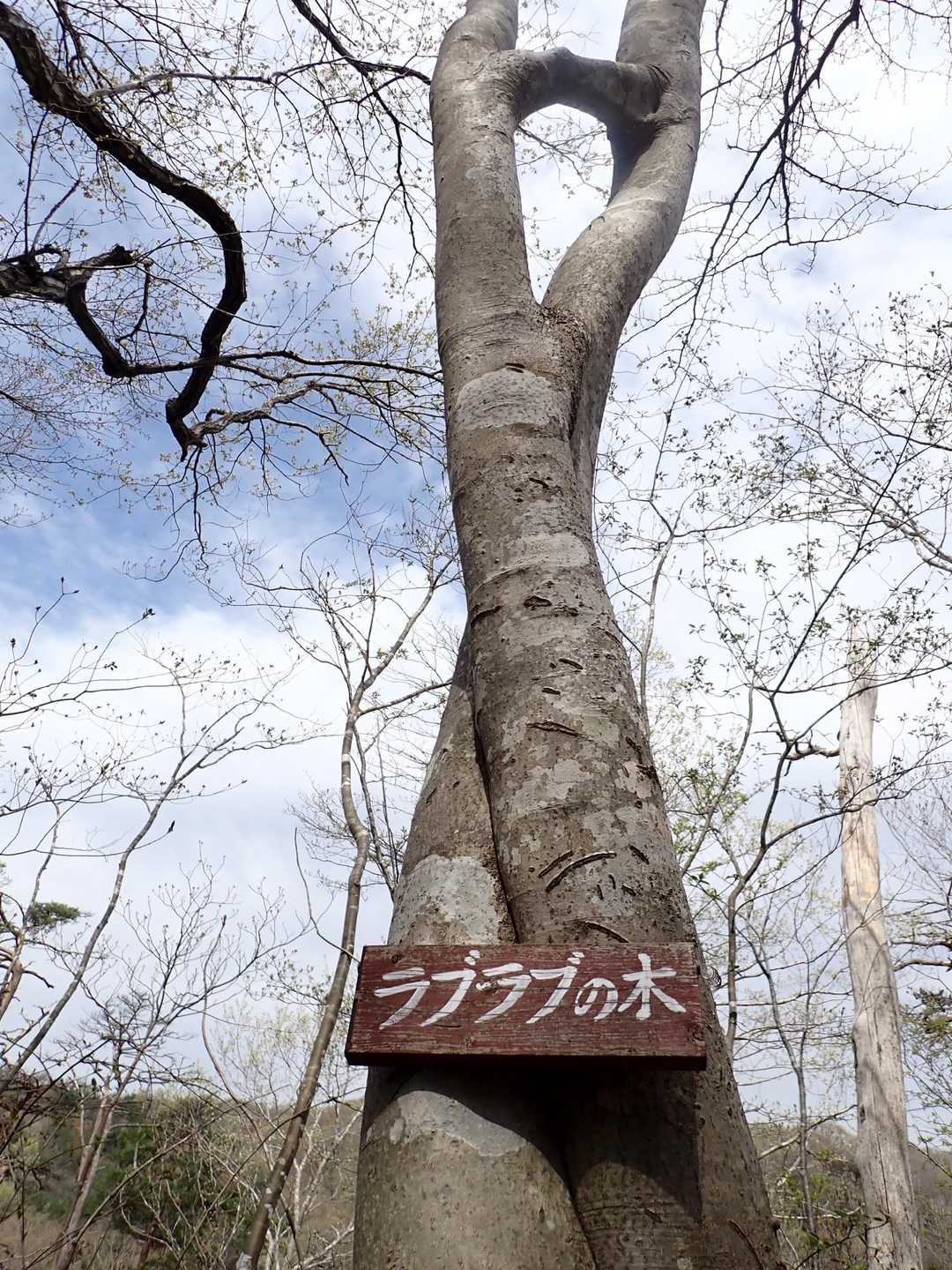 水の森 西峰 周回コースの写真