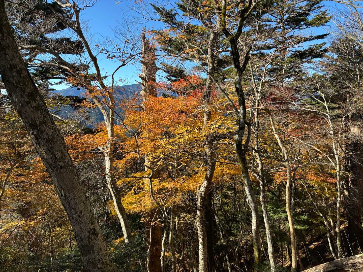 紅葉