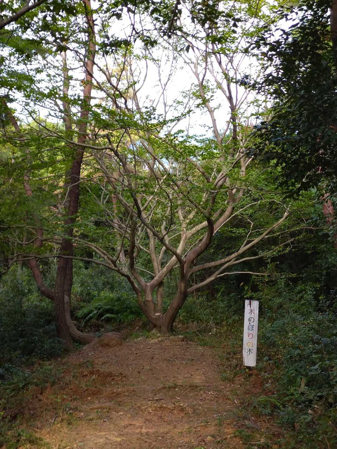 木のぼりの木
童心にかえりたい😝
(ウエイトもかえりたい😓)