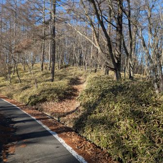 ここから再び登山道