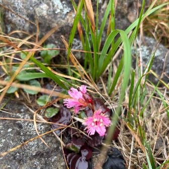 イワカガミがまだあった🌸