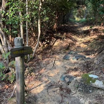 ここから登山道スタート