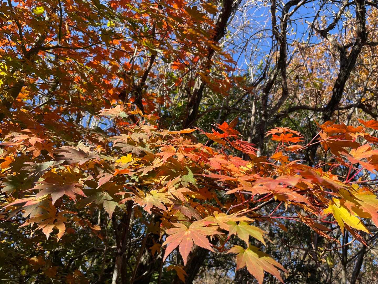 諏蛾守越-指山自然観察路入口-くじゅう登山口バス停-くじゅ 縦走コースの写真
