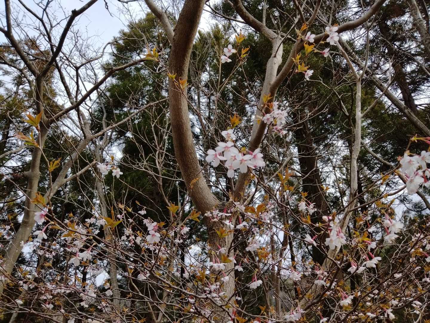 天筒山 往復コースの写真