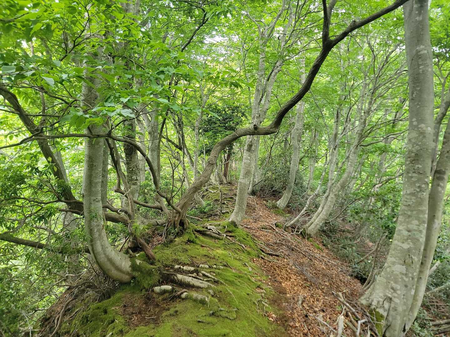 蓮台山登り口-蓮台山-久斗山-久斗山 縦走コースの写真