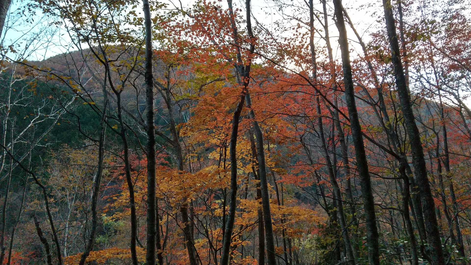 明るくなり始め、紅葉が綺麗