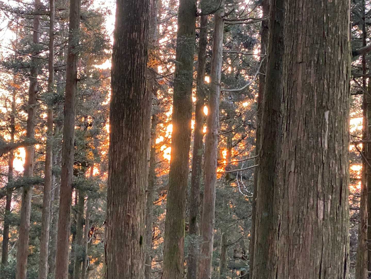 朝日に向かって歩いて行きます。