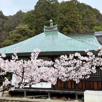 日光寺と桜🌸