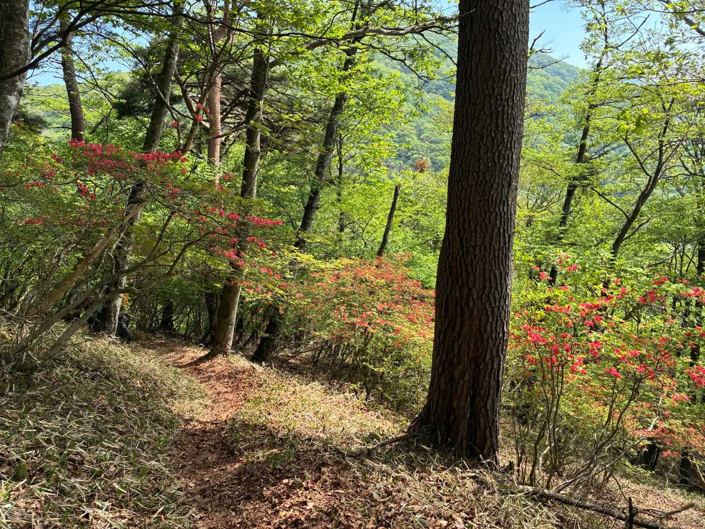 本当に素晴らしいツツジのお山でした♪😍