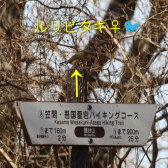 🔍難台山📷️看板の上に🐦️
ルリビタキ♀🐦️遠いね～🤗
戻りはザックにカメラしまって🚶‍♀️〜🎶
12時には坂本九さんの🎶上を向いて歩こう🎶が流れて🎶口ずさみながら🎶
元気でる〜🎶🤗
笠間市は坂本九さんの第二の故郷です😊疎開先だったらしいです🤗