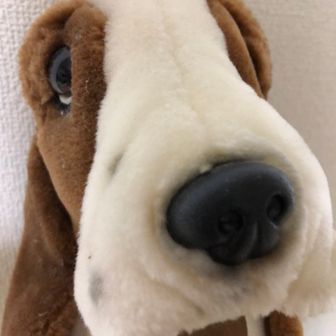 ハッシュパピー